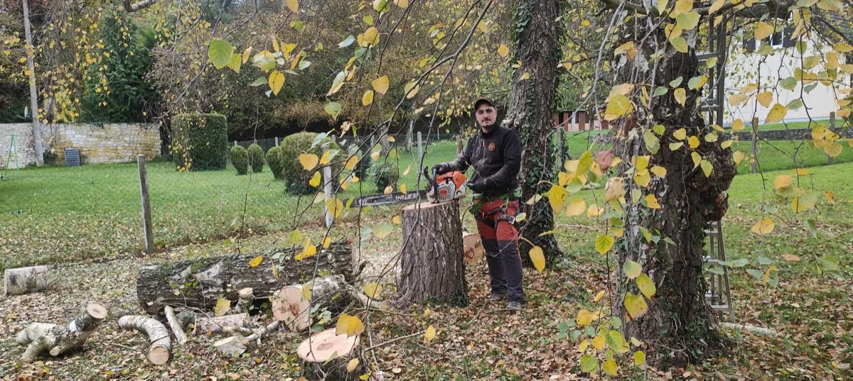 Abattage en cours : souche fraîchement coupée et tronçonneuse posée, feuillage d'automne