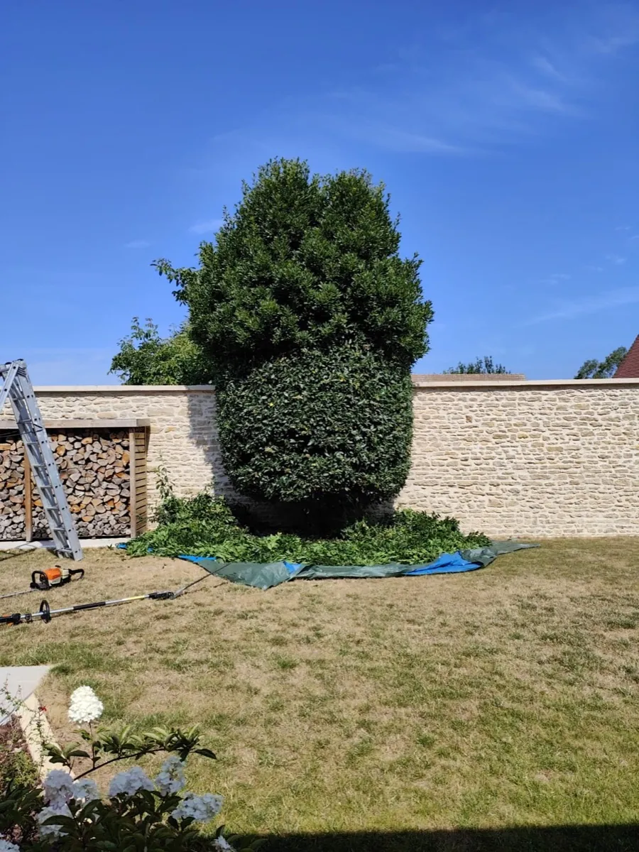 Grand conifère taillé au-dessus d'une bâche de chantier, tronçonneuse au sol
