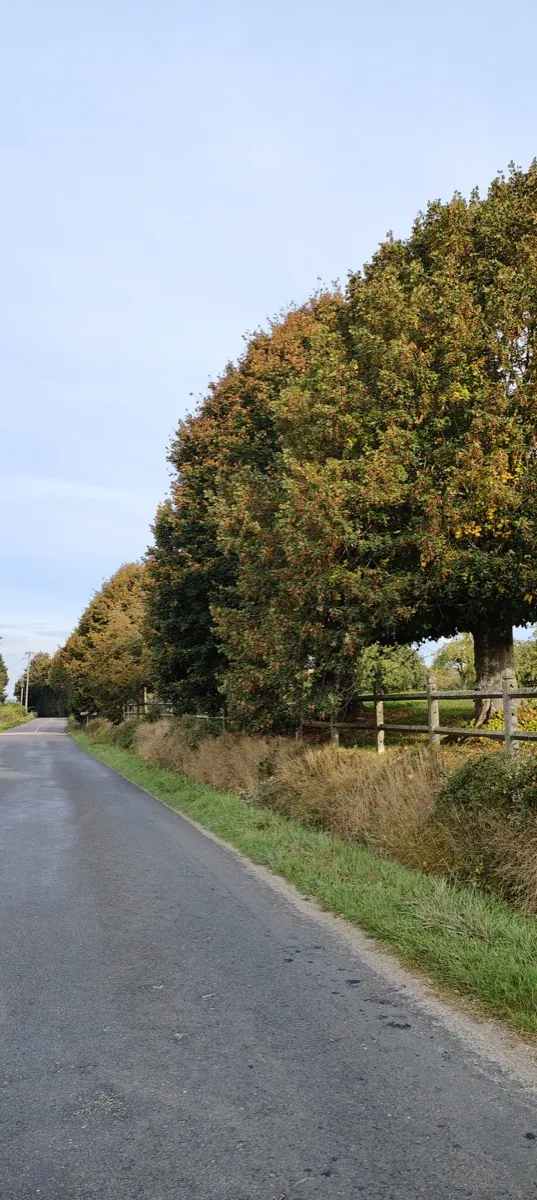 Rideau d'arbres en couleurs d'automne le long d'une route, hauteur maîtrisée