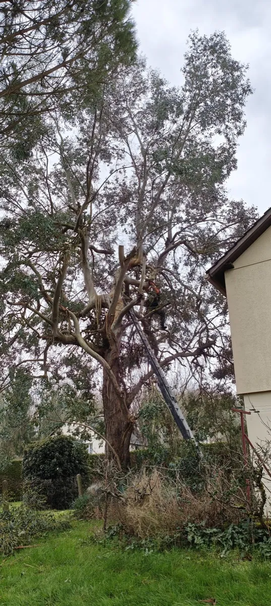 Grand arbre élagué au-dessus d'une maison, charpente de l'arbre dégagée