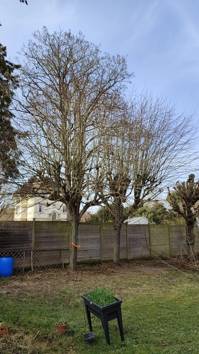 Rangée d'arbres taillés en limite de propriété, silhouettes reprises à l'identique