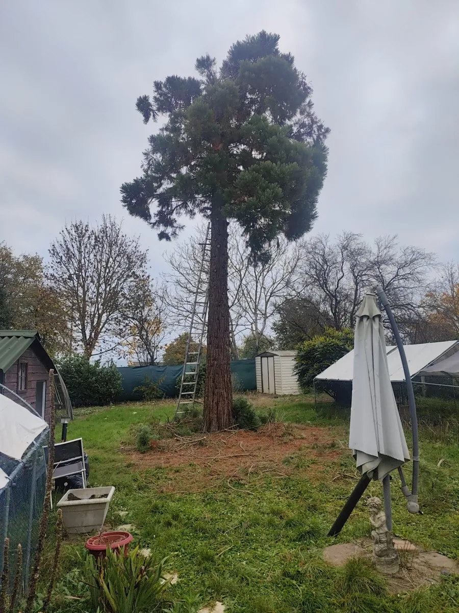 Grand conifère conservé dans un jardin clos, base dégagée