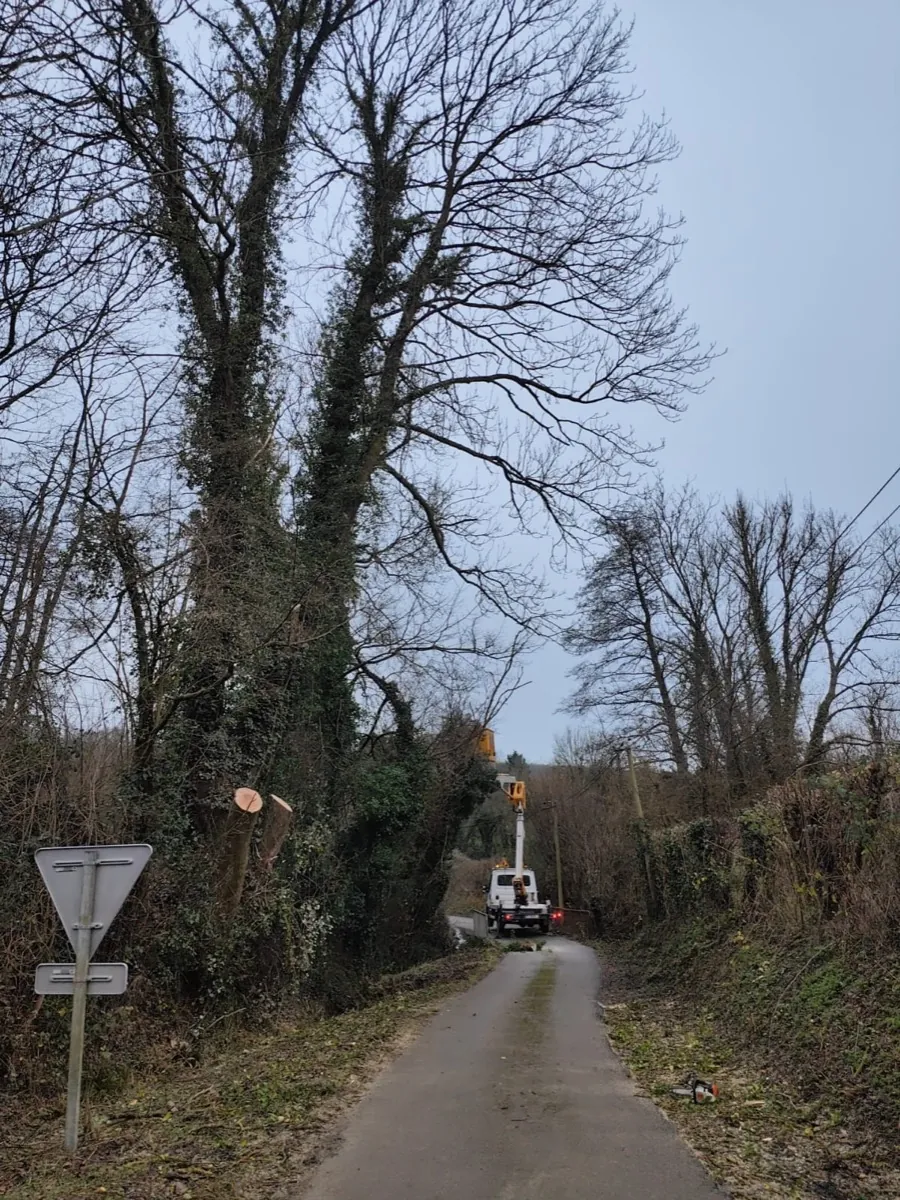 Grands arbres en bord de route, intervention en hauteur en cours