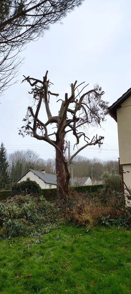 Arbre élagué en hiver, structure lisible et bois mort retiré